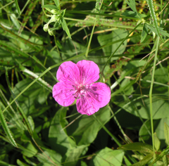 Geranium soboliferum