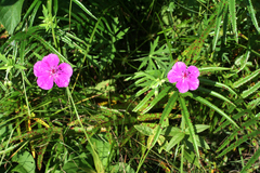 Geranium soboliferum