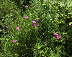 Geranium soboliferum