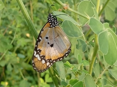 Danaus chrysippus alcippus