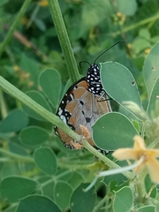 Danaus chrysippus alcippus