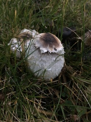 Coprinus comatus