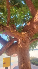 Arbutus × andrachnoides