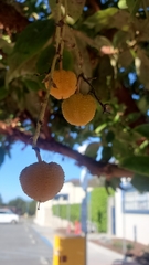 Arbutus × andrachnoides