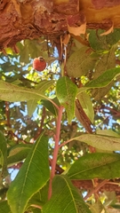 Arbutus × andrachnoides