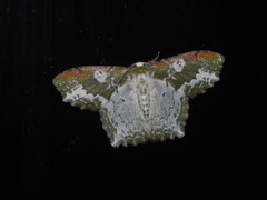 Eucyclodes albisparsa