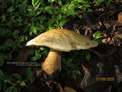 Macrocybe titans