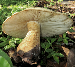 Macrocybe titans