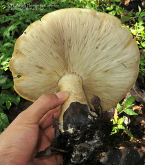 Macrocybe titans