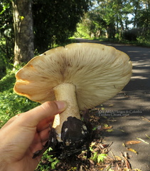 Macrocybe titans