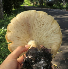 Macrocybe titans
