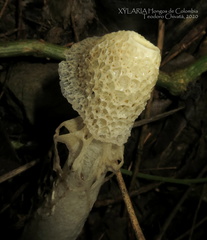 Phallus indusiatus