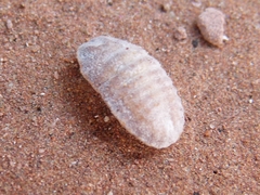 Drosicha