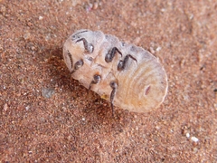 Drosicha