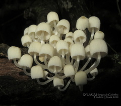Coprinellus disseminatus