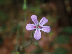 Geranium robertianum