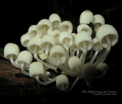 Coprinellus disseminatus