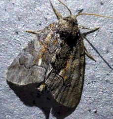 Chytonix sensilis