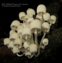 Coprinellus disseminatus