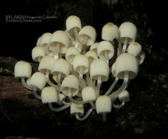 Coprinellus disseminatus