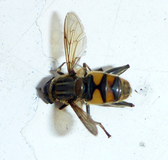 Helophilina