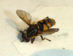 Helophilina