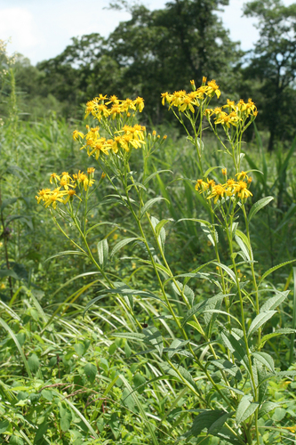 Hasan Ragwort (Jacobaea chassanica)