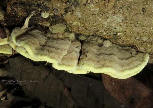 Flavodon flavus