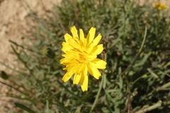 Scorzonera laciniata