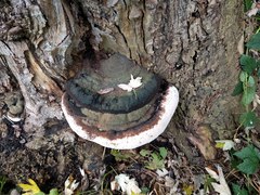 Ganoderma adspersum