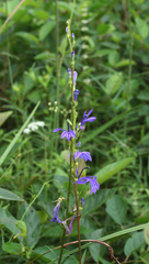 Lobelia sessilifolia