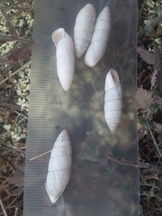 Brephulopsis cylindrica