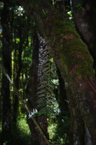 Angraecum dendrobiopsis image