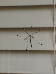 Bittacomorpha clavipes