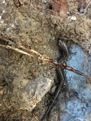 Plethodon richmondi