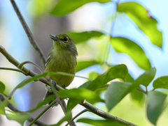 Vireo crassirostris