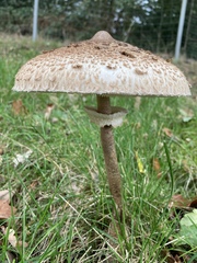 Macrolepiota procera