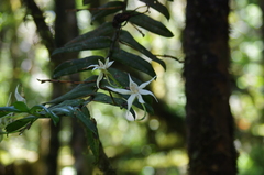 Angraecum dendrobiopsis image