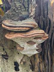 Ganoderma adspersum