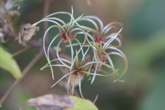 Clematis hedysarifolia