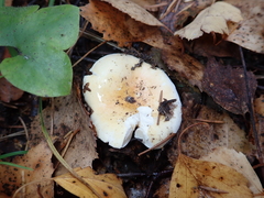Russula