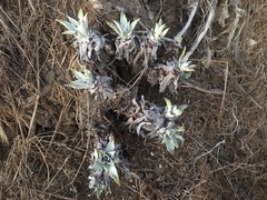 Dudleya traskiae