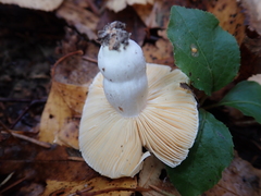 Russula