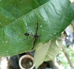 Salpingogaster