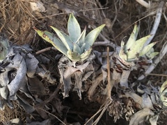 Dudleya traskiae