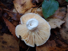 Russula