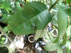 Salpingogaster
