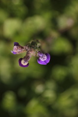 Hygrophila serpyllum