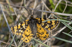 Eurranthis plummistaria