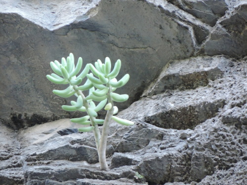 Sedum corynephyllum, photograph 3